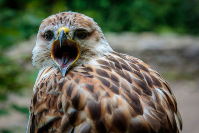 Close-up portrait of eagle