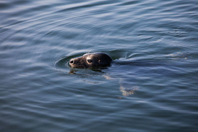 Head of grey seal swimming in water