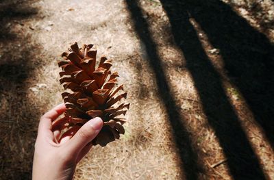 Cropped image of hand holding pine cone over dirt road