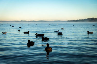 Ducks in a lake