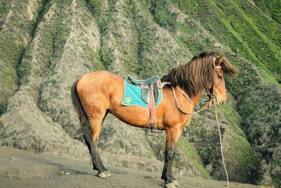 Close-up of horse riding horses on mountain