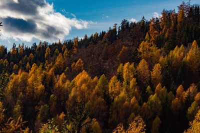 Scenic view of trees against sky during autumn