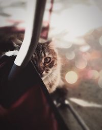 Close-up portrait of cat
