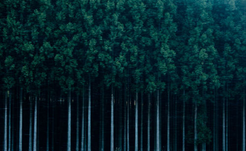 Pine trees in forest