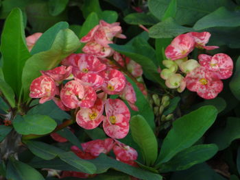 Close-up of pink roses on plant