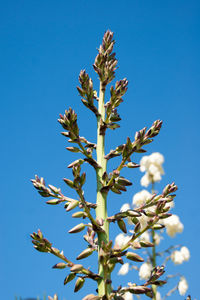 Low angle view of flowering plant against blue sky