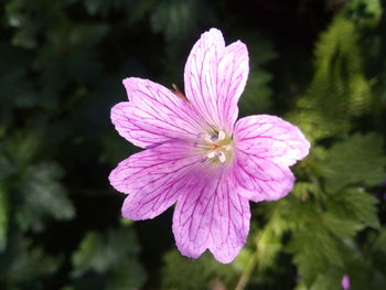 Close-up of pink flower