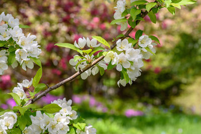 Close-up of cherry blossoms in spring