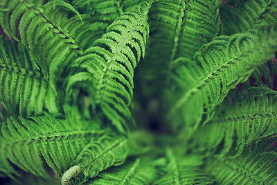 Full frame shot of palm tree