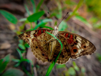 Close-up of butterfly on flower