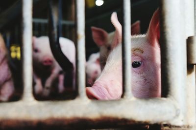 Close-up of pig in cage