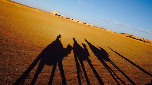Silhouette of birds on desert