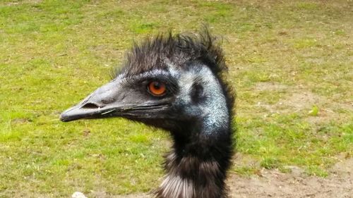 Close-up of bird on grassy field