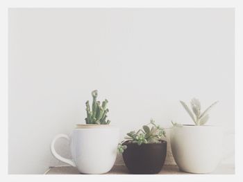 Close-up of houseplants on table against white wall