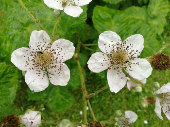 Close-up of white flowers