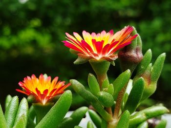 Close-up of orange flowering plant