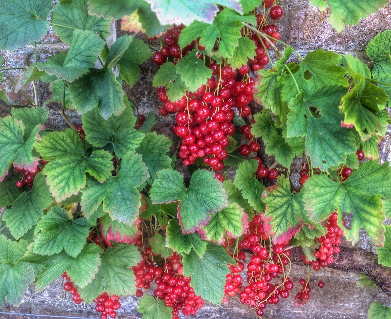 food and drink, fruit, food, healthy eating, freshness, leaf, growth, red, berry fruit, ripe, green color, plant, strawberry, growing, berry, nature, close-up, abundance, grape, agriculture