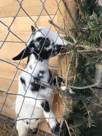 Dog looking through chainlink fence