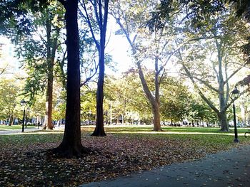 Trees in park during autumn