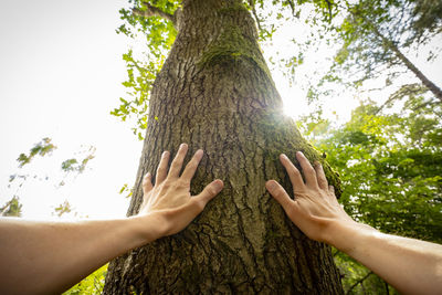 Low angle view of hand touching tree trunk