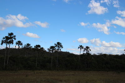 Low angle view of trees on field against sky