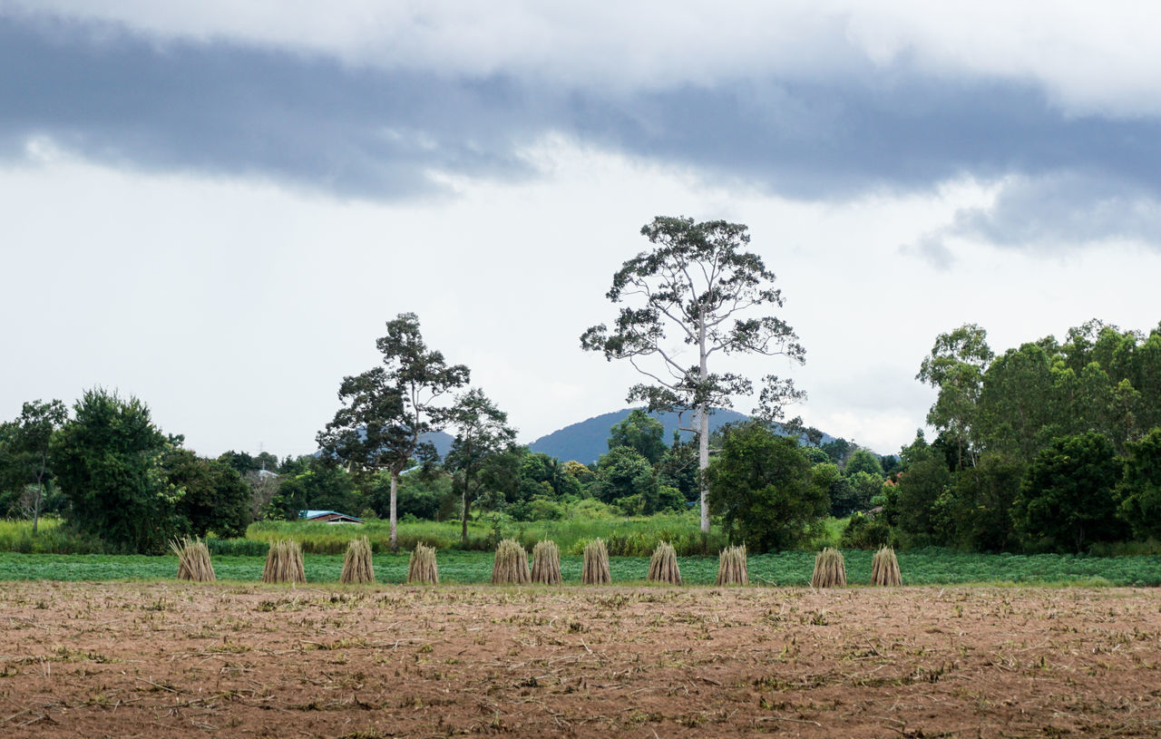 PANORAMIC VIEW OF FARM AGAINST SKY