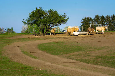 Horses in a field