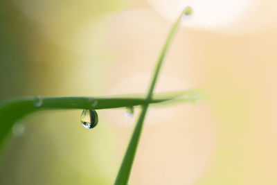 Close-up of water drops on plant