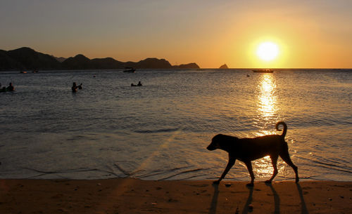 Silhouette dog on beach against sky during sunset