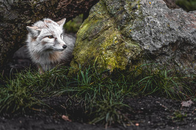 Portrait of fox on rock