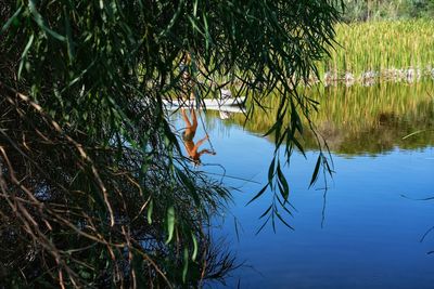 Reflection of tree in lake