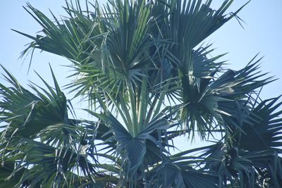 Low angle view of palm tree against sky