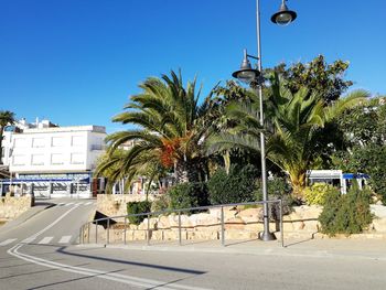 Palm trees by plants in city against clear blue sky