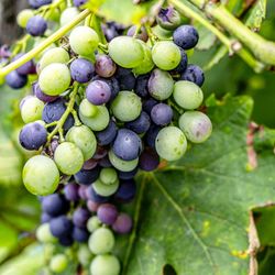 Close-up of grapes