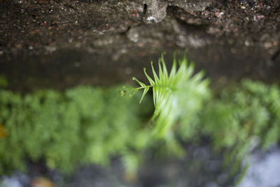 Close-up of plant in water