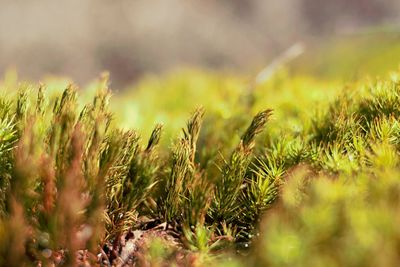 Close-up of moss