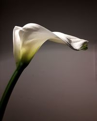 Close-up of white flower against gray background