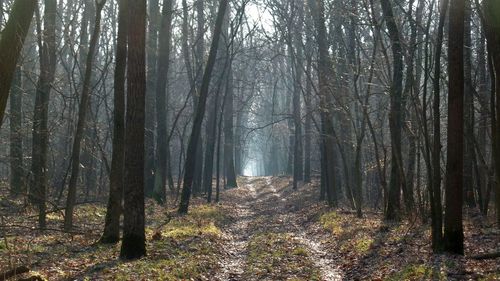 Trees in forest