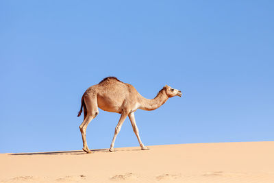 Middle eastern camel walking in a desert in united arab emirates