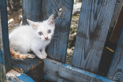 Cute small white kitten standing on a blue wooden fence looking at the camera