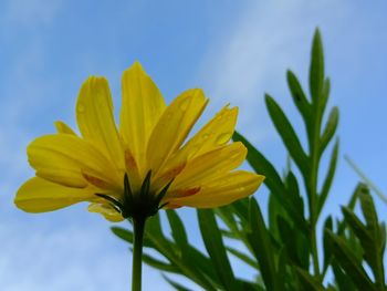 Low angle view of yellow flowering plant against sky