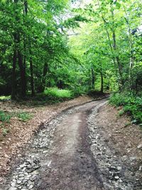 Footpath amidst trees in forest