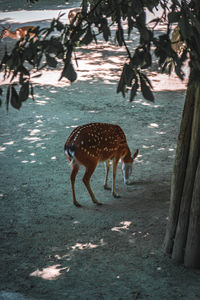 High angle view of deer in forest