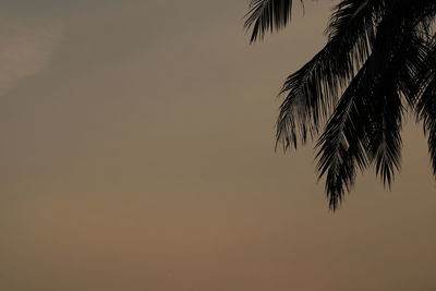 Low angle view of silhouette palm tree against sky