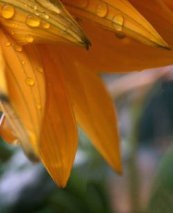 Close-up of yellow flower