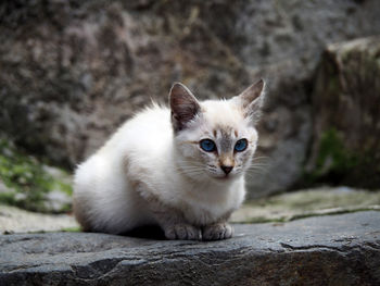 Portrait of cat on rock