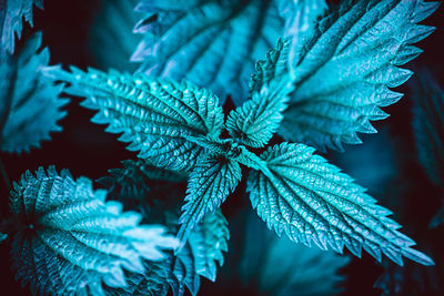 Close-up of green plant leaves