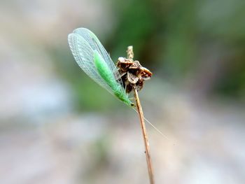 Close-up of insect on wilted plant