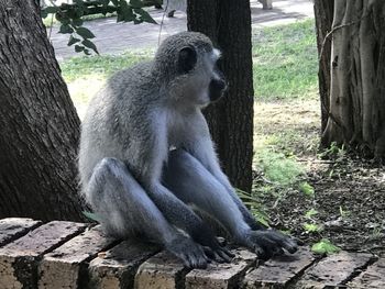 Monkey sitting on tree trunk