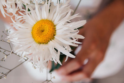 Close-up of white flower